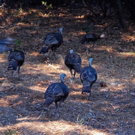 Sierra Trails Retreat Villa Mariposa Dış mekan fotoğraf